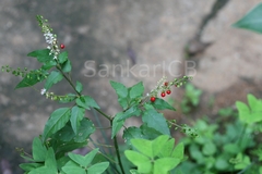 Rivina humilis
